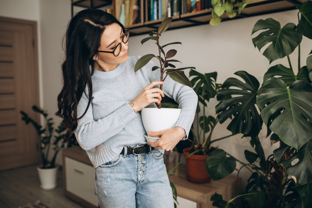 indoor-plant-care-tips-beginners-expertateverything